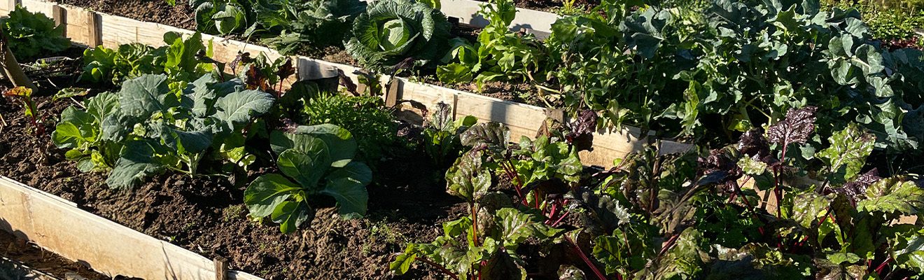 Programa Jaraguá Mais Saudável | Convênio PMJS/FMS